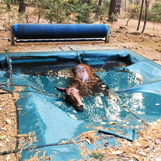 Horse runs from wildfire and gets stuck in pool, look what she does to thank her rescuer