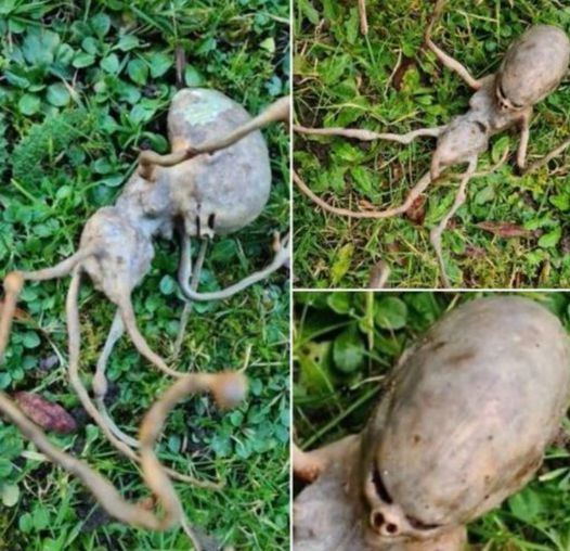 Neighbor finds ‘alien’ object in their backyard that has the internet stumped