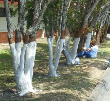 If You Spot White-Painted Trees, Here’s What It Meansq